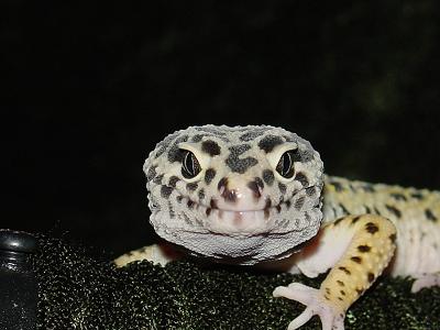 Geico