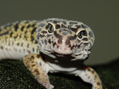 Geico2