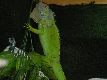 Zeek