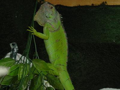 Zeek