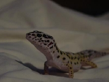 On the prowl