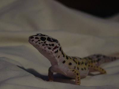 On the prowl