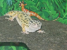 Sparky