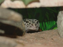 Sparky Smiling