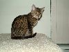 My Bengal Cat Cirrius