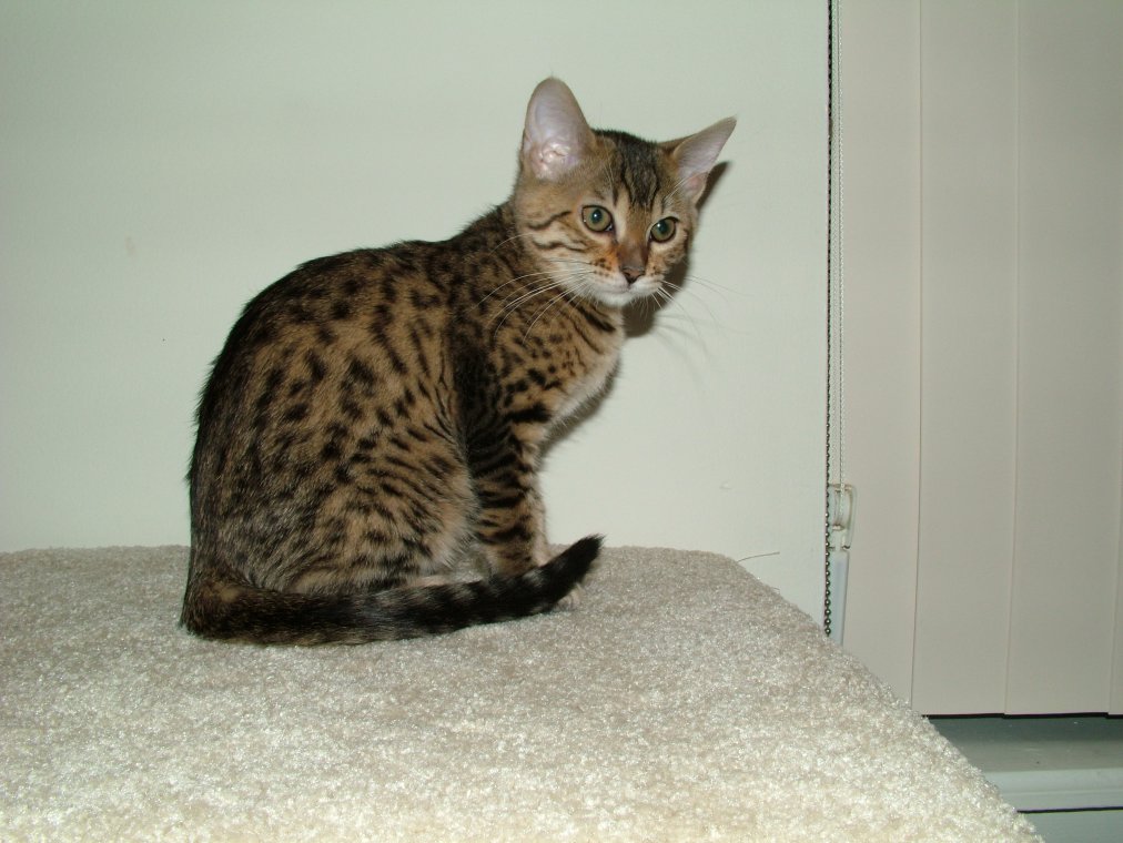 My Bengal Cat Cirrius