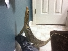 stanley