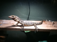 Baby water monitor basking