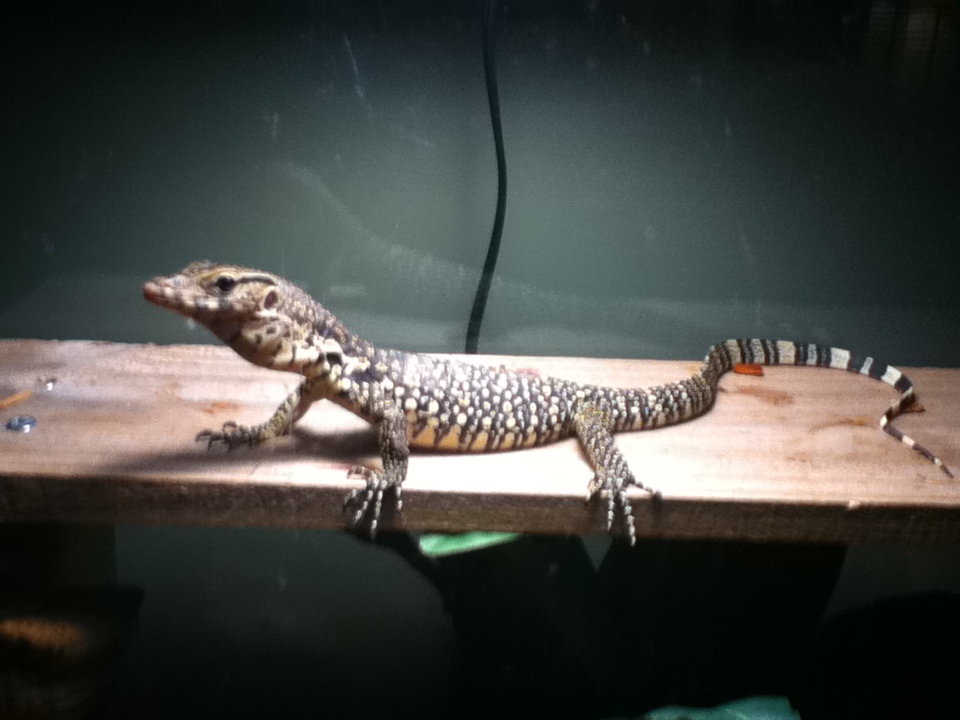 Baby water monitor basking