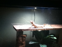 baby salvator