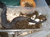 Black Pinesnake laying eggs