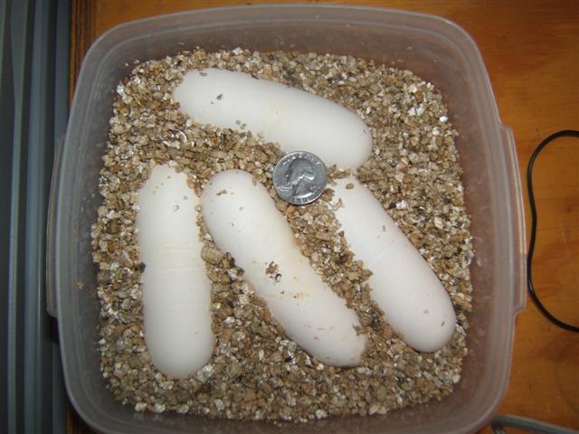 Black pinesnake eggs