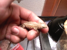 Lizard found