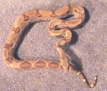 Hypo