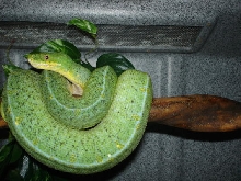 Mite