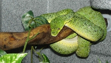 GTP2
