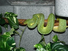 GTP