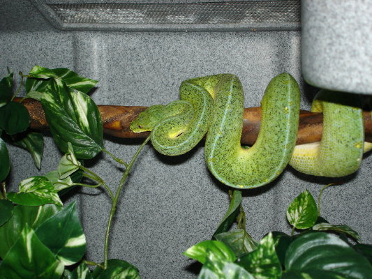 GTP