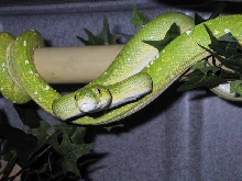 GTP