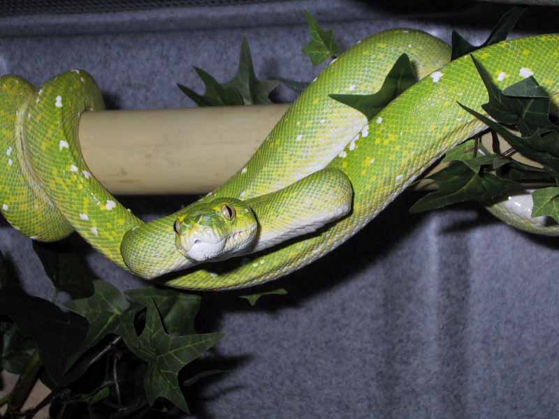 GTP