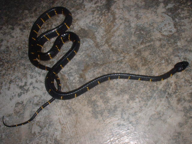 My boiga