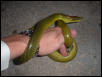 My gonyosoma