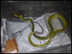Gonyosoma oxycephalum