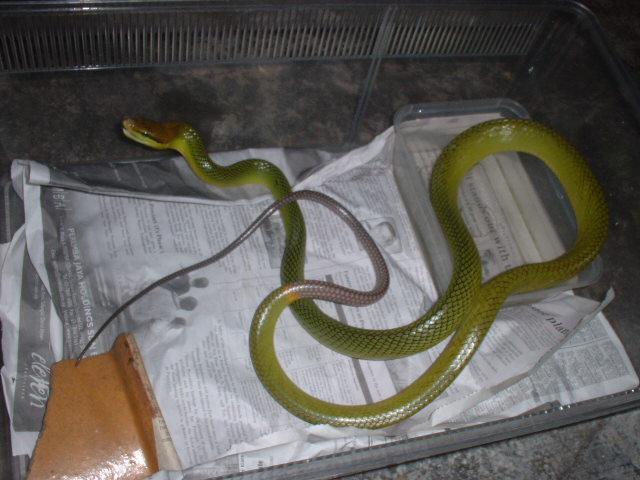 Gonyosoma oxycephalum