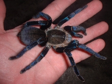Cobalt in hand