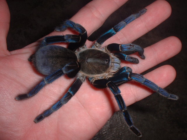 Cobalt in hand