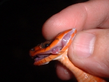 Red Keeled snake