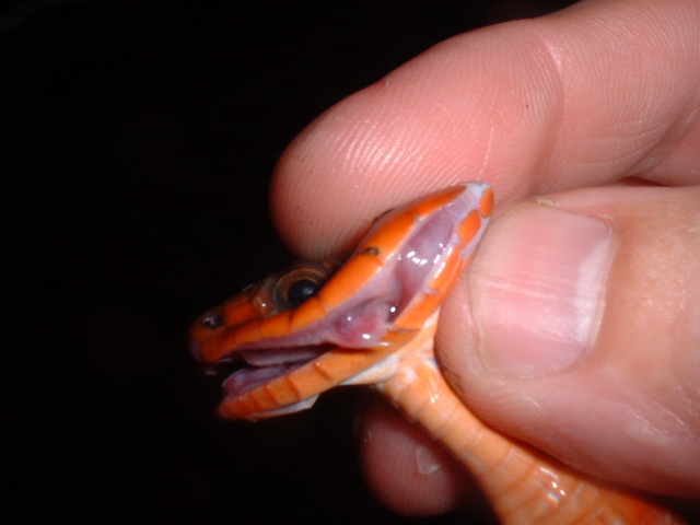 Red Keeled snake