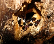 Wild Ant Farm