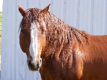 "Doc"  A great great grandson of Doc Bar