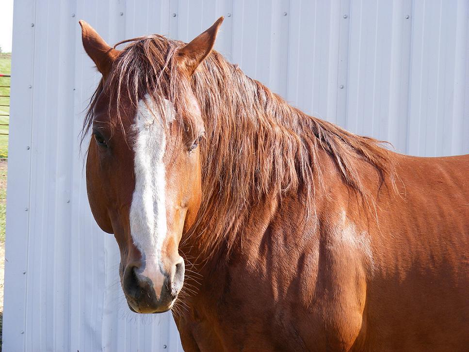 "Doc"  A great great grandson of Doc Bar
