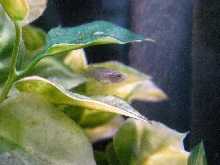 egyptian mouthbrooder fry