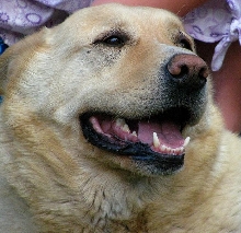 Sparkles the pink nosed dog