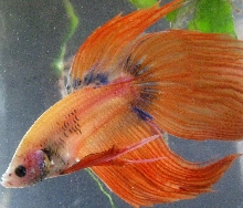 sunshine betta