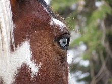 blue eyes