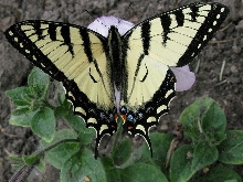 what kind is this