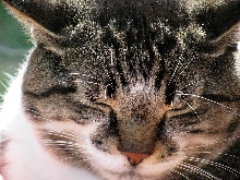 Cat Nap