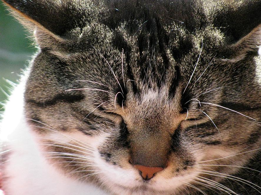 Cat Nap