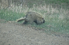 prickley prowler