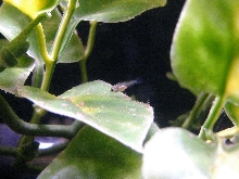 egyptian mouthbrooder fry