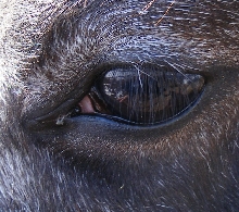 window to the horses soul