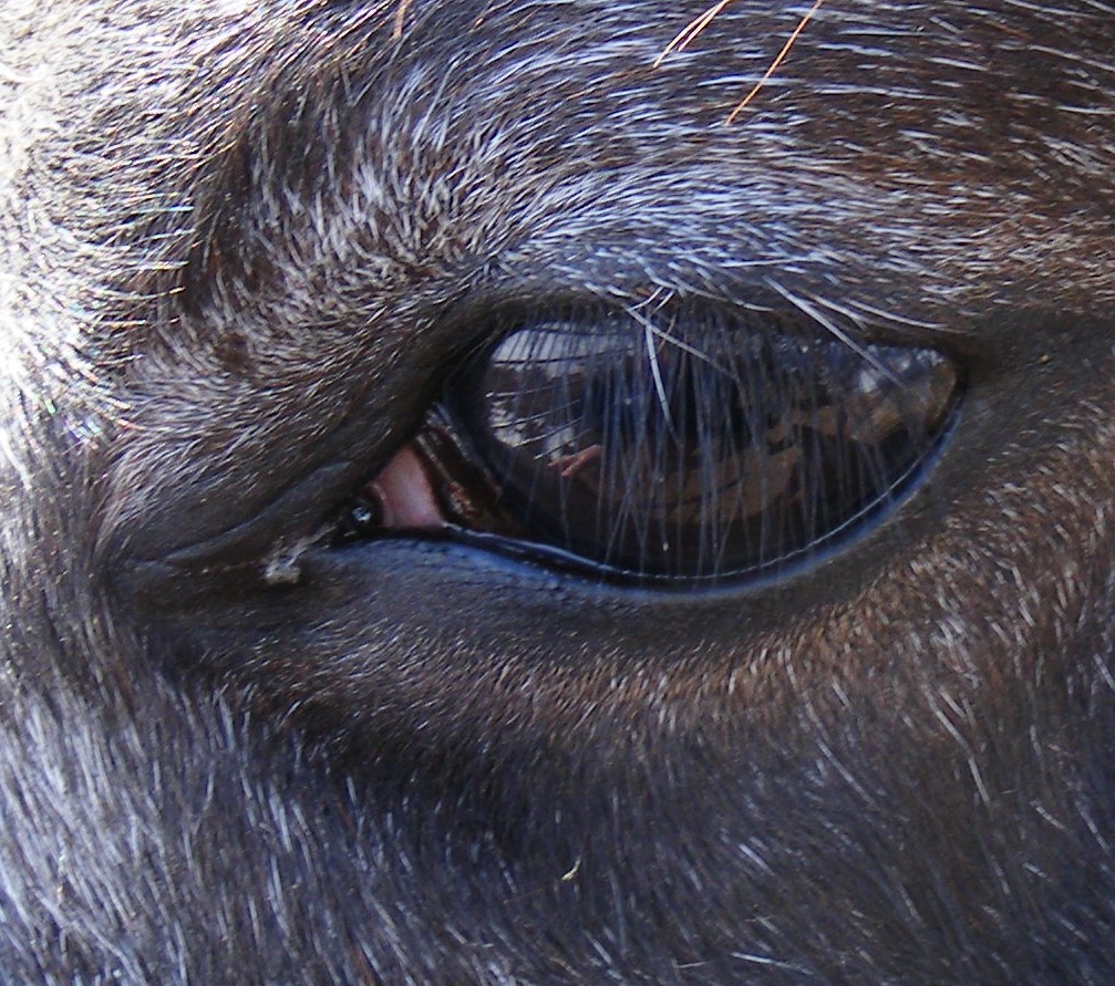 window to the horses soul