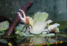 fiddler crabs