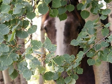 Horse in the trees