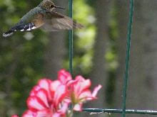 female ruby throat hummingbird