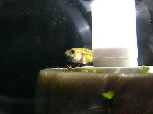 dwarf mouthbrooder
